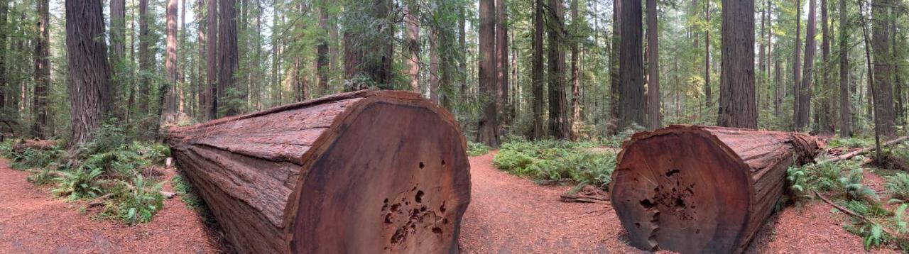 فندق Glamping In The Redwoods With A Hot Tub! غاربرفيل المظهر الخارجي الصورة